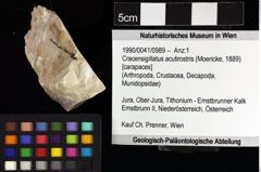 Foto (Objket + Etiketten) von Cracensigillatus acutirostris (Moericke, 1889) 